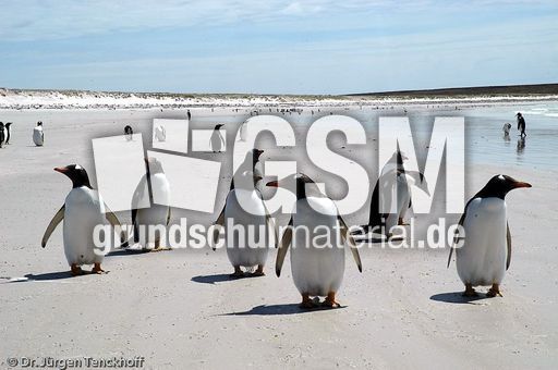 Eselspinguin (97 von 97).jpg